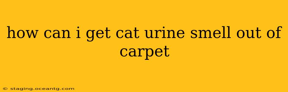 how can i get cat urine smell out of carpet