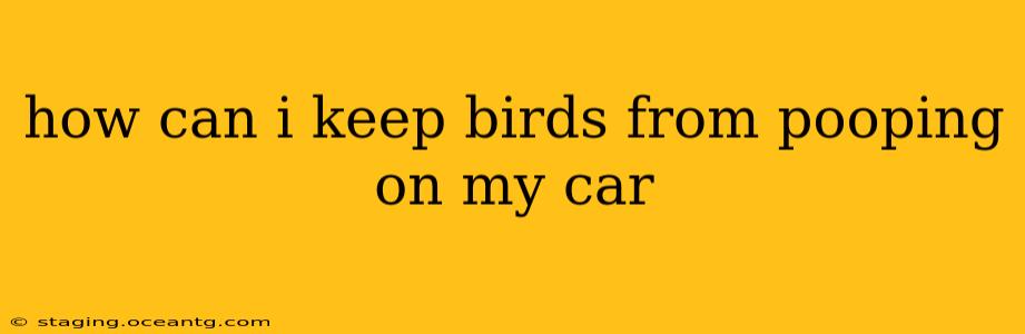 how can i keep birds from pooping on my car