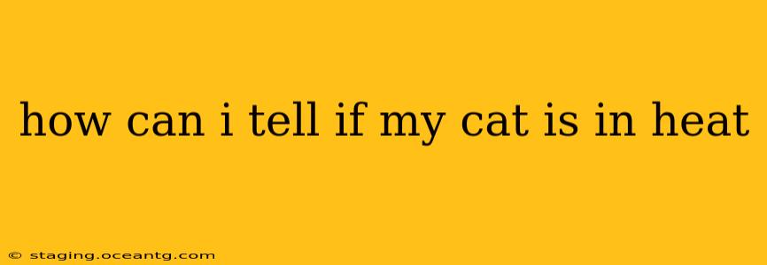 how can i tell if my cat is in heat