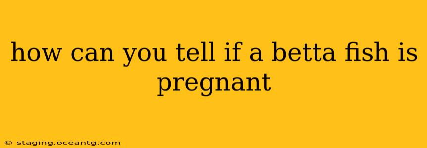 how can you tell if a betta fish is pregnant