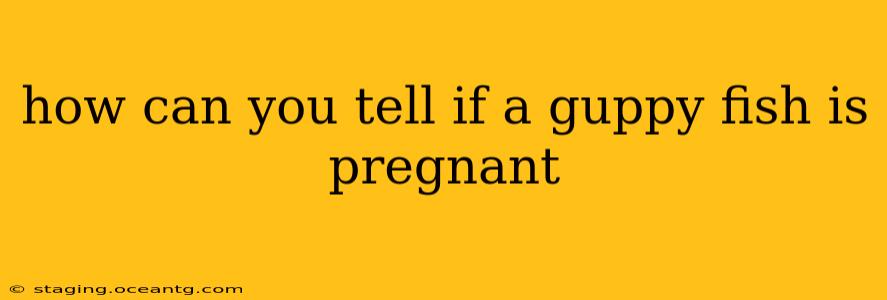 how can you tell if a guppy fish is pregnant