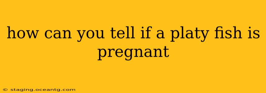how can you tell if a platy fish is pregnant