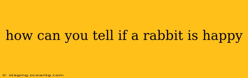 how can you tell if a rabbit is happy