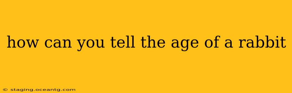 how can you tell the age of a rabbit