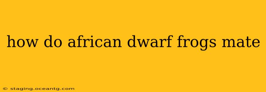 how do african dwarf frogs mate