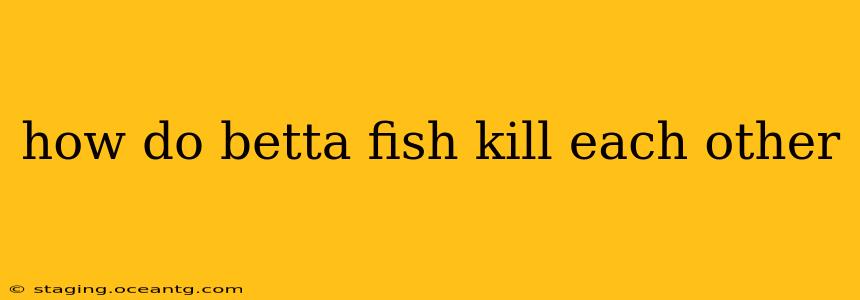 how do betta fish kill each other
