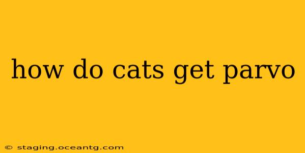 how do cats get parvo