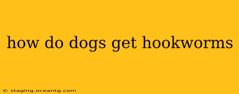 how do dogs get hookworms