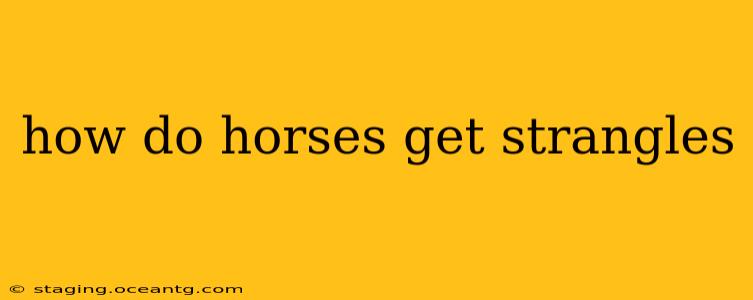 how do horses get strangles