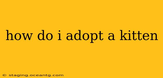 how do i adopt a kitten