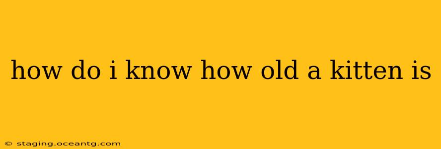 how do i know how old a kitten is