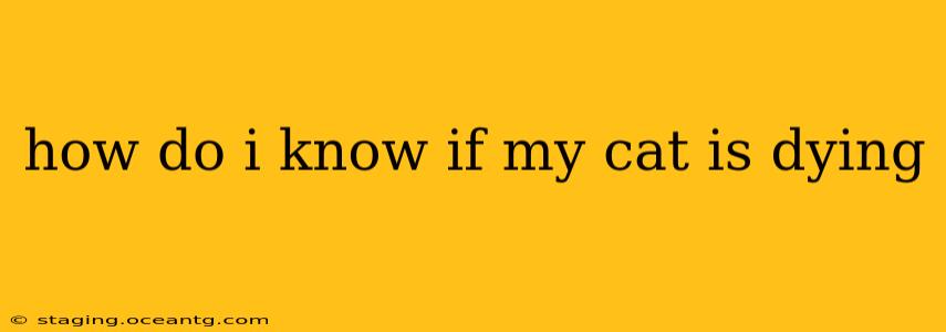 how do i know if my cat is dying