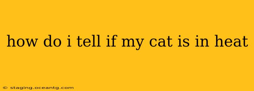 how do i tell if my cat is in heat