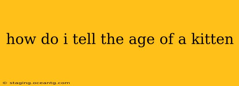 how do i tell the age of a kitten