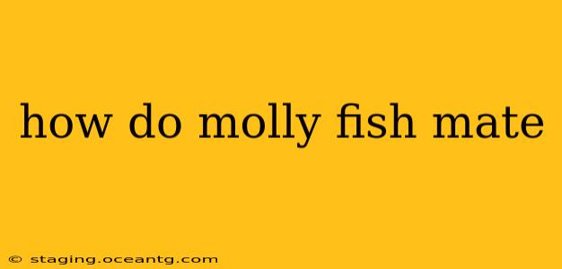 how do molly fish mate