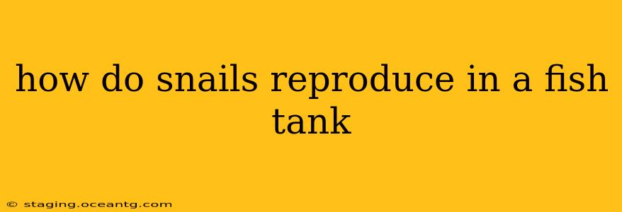 how do snails reproduce in a fish tank