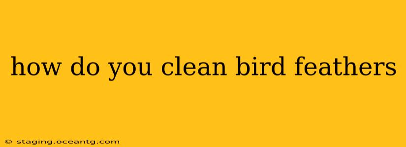 how do you clean bird feathers