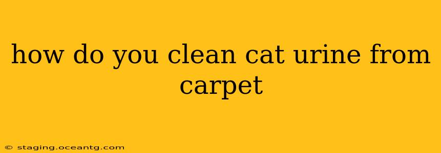 how do you clean cat urine from carpet