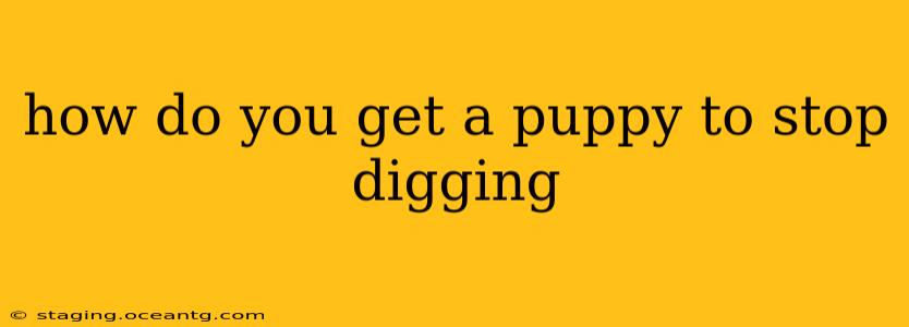 how do you get a puppy to stop digging