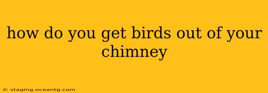 how do you get birds out of your chimney