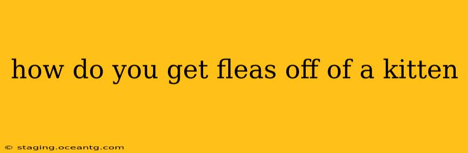 how do you get fleas off of a kitten