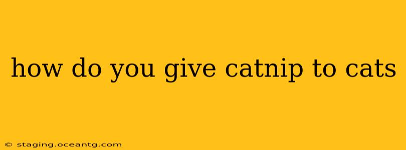 how do you give catnip to cats