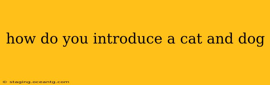 how do you introduce a cat and dog