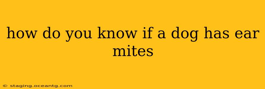 how do you know if a dog has ear mites