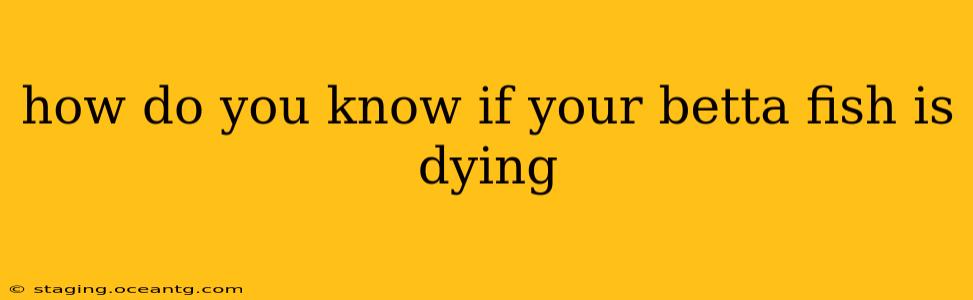 how do you know if your betta fish is dying