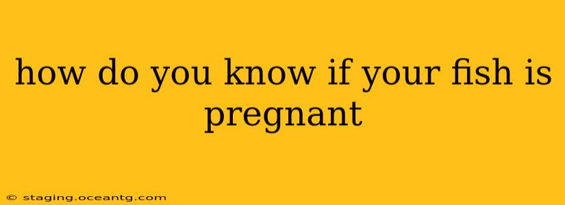 how do you know if your fish is pregnant