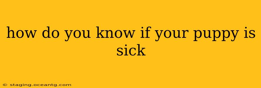 how do you know if your puppy is sick