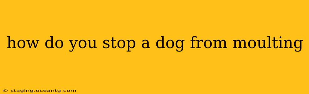 how do you stop a dog from moulting