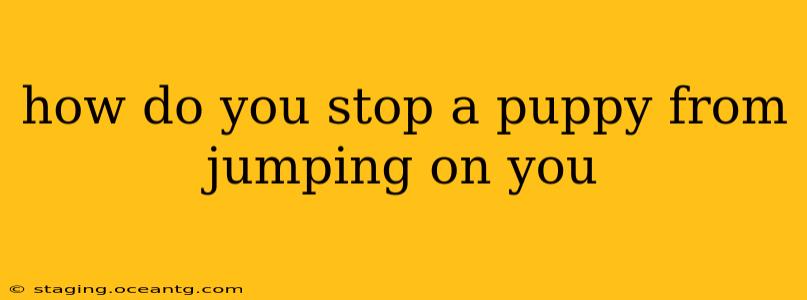 how do you stop a puppy from jumping on you