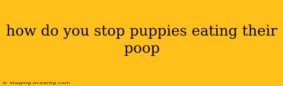 how do you stop puppies eating their poop