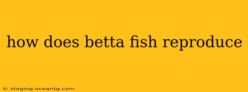 how does betta fish reproduce