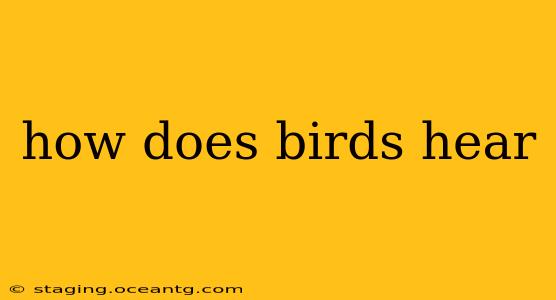how does birds hear