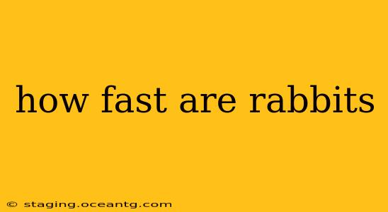 how fast are rabbits