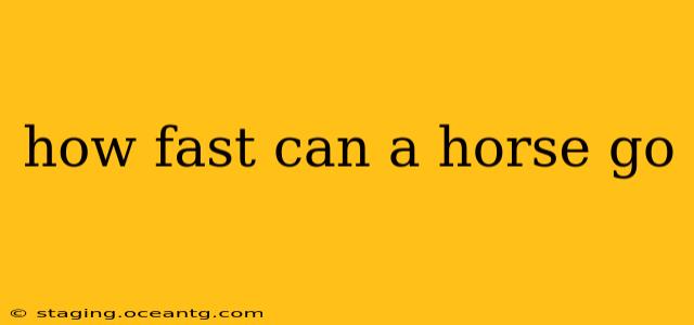 how fast can a horse go