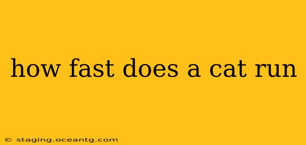 how fast does a cat run
