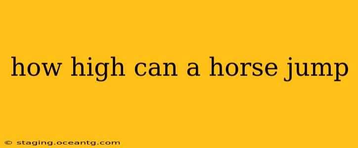 how high can a horse jump