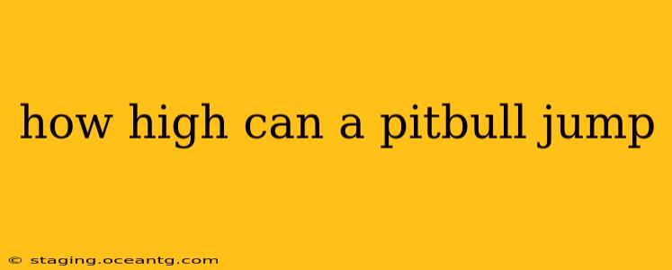 how high can a pitbull jump