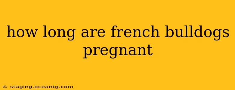 how long are french bulldogs pregnant