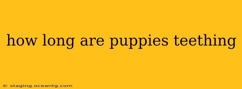 how long are puppies teething