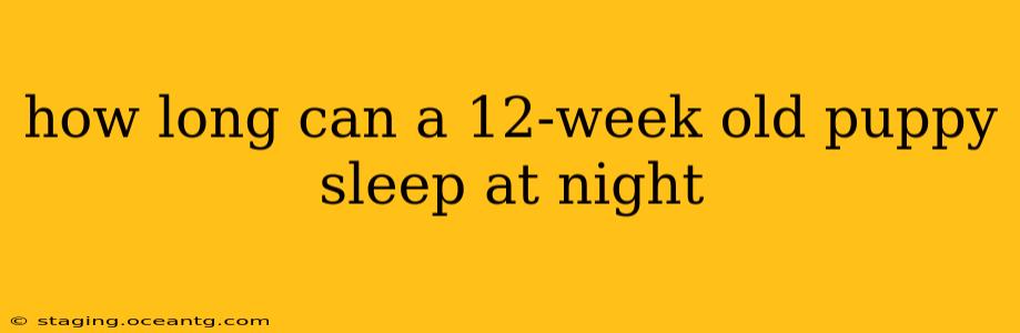 how long can a 12-week old puppy sleep at night