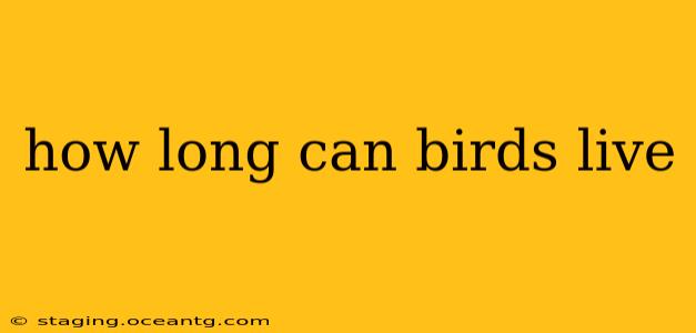 how long can birds live