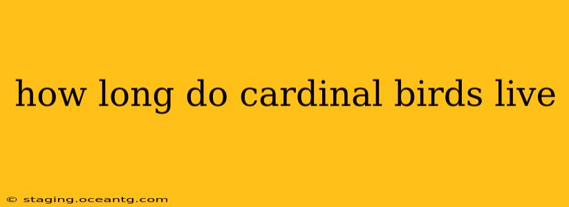 how long do cardinal birds live
