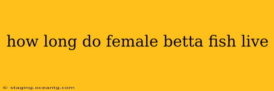 how long do female betta fish live