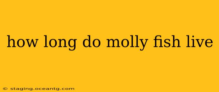 how long do molly fish live