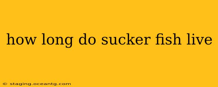 how long do sucker fish live