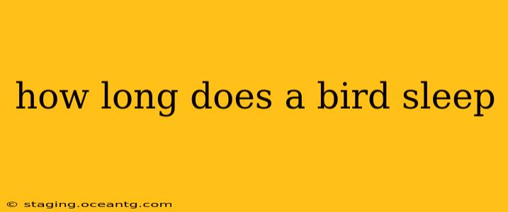 how long does a bird sleep